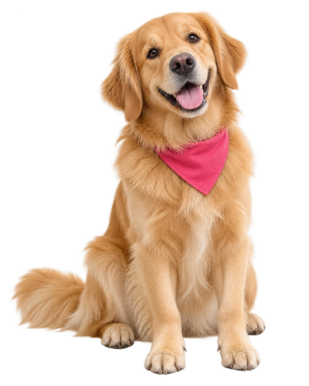 Prévia do site Auê Pet
